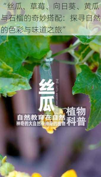 “丝瓜、草莓、向日葵、黄瓜与石榴的奇妙搭配：探寻自然的色彩与味道之旅”