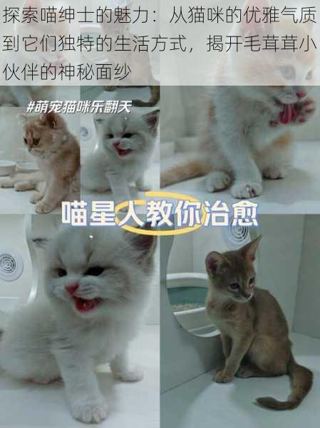 探索喵绅士的魅力：从猫咪的优雅气质到它们独特的生活方式，揭开毛茸茸小伙伴的神秘面纱