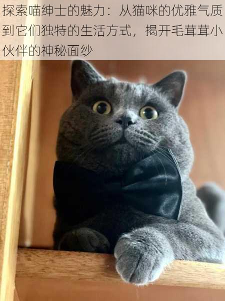 探索喵绅士的魅力：从猫咪的优雅气质到它们独特的生活方式，揭开毛茸茸小伙伴的神秘面纱