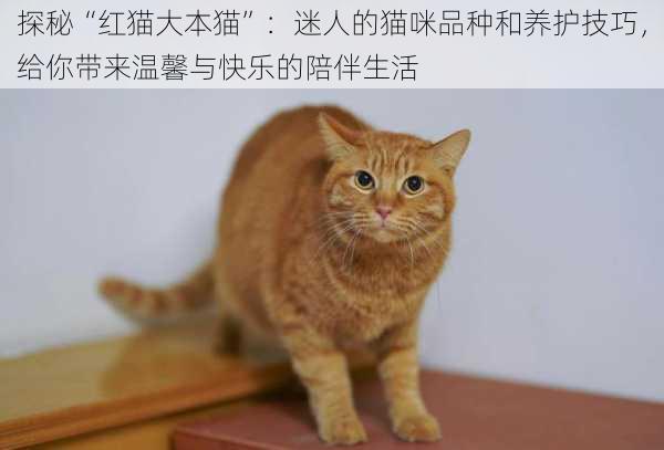 探秘“红猫大本猫”：迷人的猫咪品种和养护技巧，给你带来温馨与快乐的陪伴生活