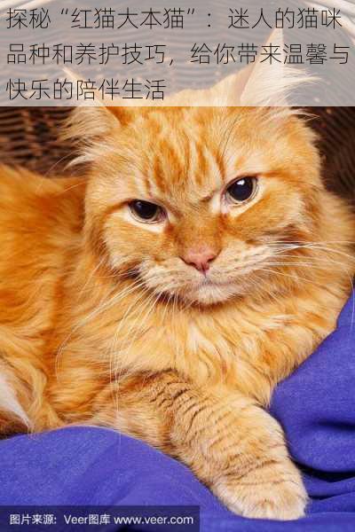 探秘“红猫大本猫”：迷人的猫咪品种和养护技巧，给你带来温馨与快乐的陪伴生活