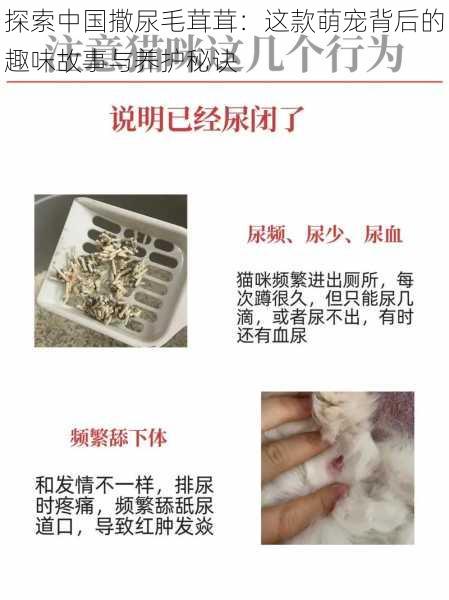 探索中国撒尿毛茸茸：这款萌宠背后的趣味故事与养护秘诀