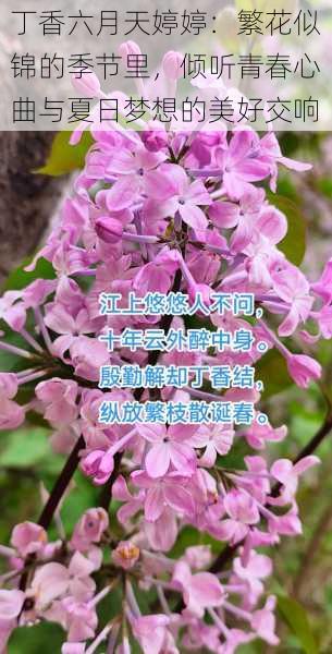 丁香六月天婷婷：繁花似锦的季节里，倾听青春心曲与夏日梦想的美好交响