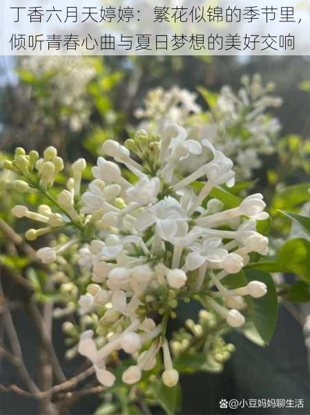 丁香六月天婷婷：繁花似锦的季节里，倾听青春心曲与夏日梦想的美好交响