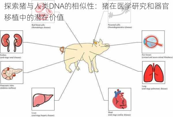 探索猪与人类DNA的相似性：猪在医学研究和器官移植中的潜在价值