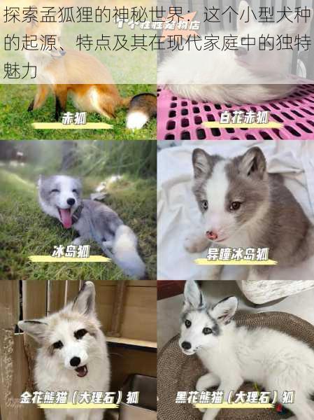 探索孟狐狸的神秘世界：这个小型犬种的起源、特点及其在现代家庭中的独特魅力