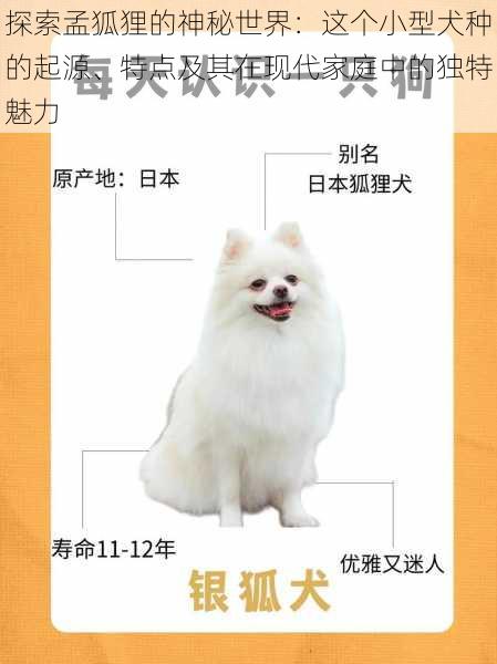 探索孟狐狸的神秘世界：这个小型犬种的起源、特点及其在现代家庭中的独特魅力