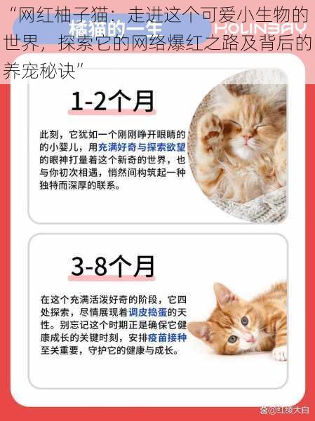 “网红柚子猫：走进这个可爱小生物的世界，探索它的网络爆红之路及背后的养宠秘诀”