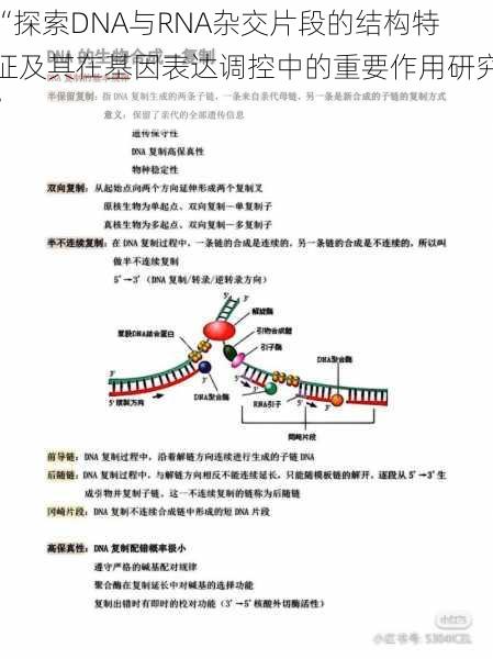 “探索DNA与RNA杂交片段的结构特征及其在基因表达调控中的重要作用研究”