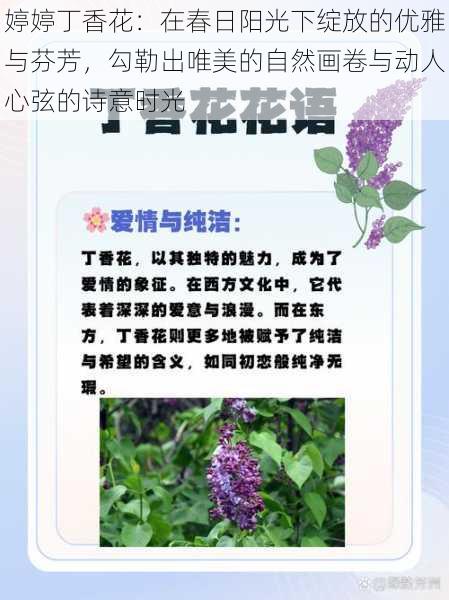 婷婷丁香花：在春日阳光下绽放的优雅与芬芳，勾勒出唯美的自然画卷与动人心弦的诗意时光