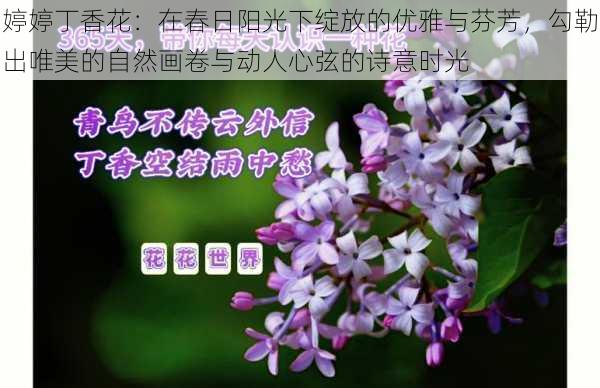 婷婷丁香花：在春日阳光下绽放的优雅与芬芳，勾勒出唯美的自然画卷与动人心弦的诗意时光