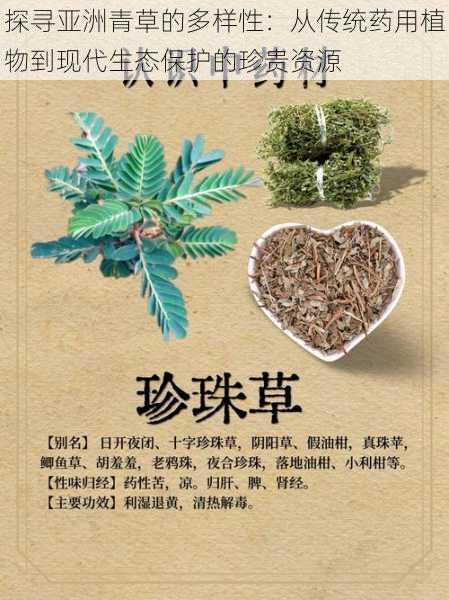 探寻亚洲青草的多样性：从传统药用植物到现代生态保护的珍贵资源