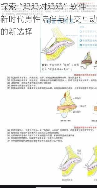 探索“鸡鸡对鸡鸡”软件：新时代男性陪伴与社交互动的新选择