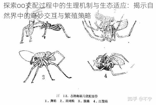 探索oo交配过程中的生理机制与生态适应：揭示自然界中的奇妙交互与繁殖策略