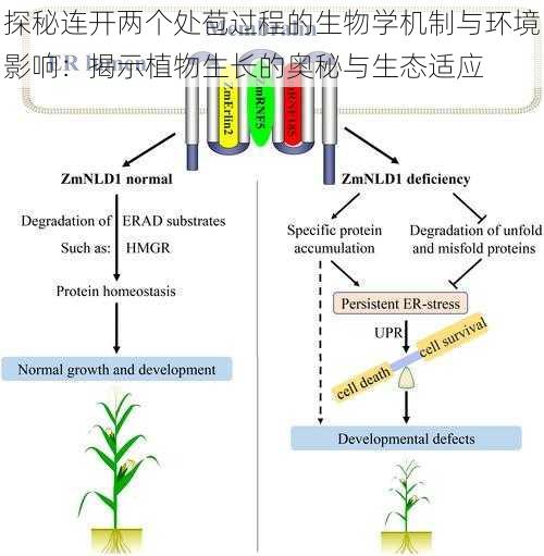 探秘连开两个处苞过程的生物学机制与环境影响：揭示植物生长的奥秘与生态适应