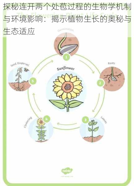 探秘连开两个处苞过程的生物学机制与环境影响：揭示植物生长的奥秘与生态适应