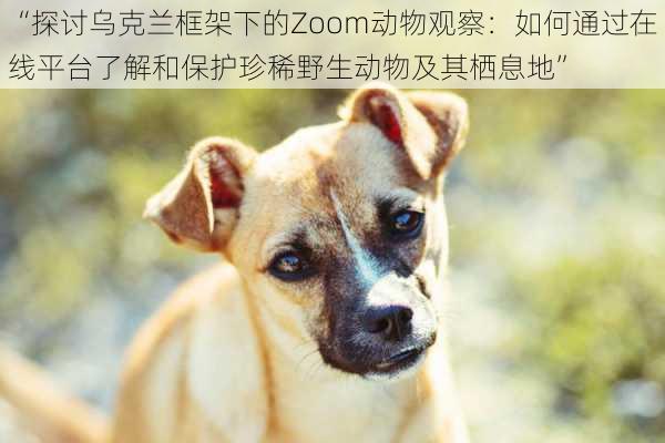 “探讨乌克兰框架下的Zoom动物观察：如何通过在线平台了解和保护珍稀野生动物及其栖息地”