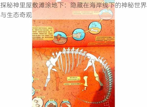 探秘神里屋敷滩涂地下：隐藏在海岸线下的神秘世界与生态奇观