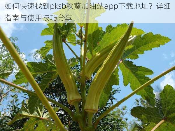 如何快速找到pksb秋葵加油站app下载地址？详细指南与使用技巧分享