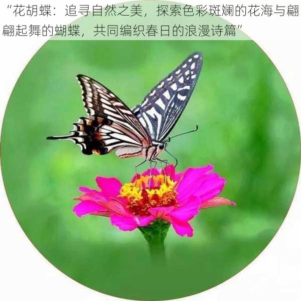 “花胡蝶：追寻自然之美，探索色彩斑斓的花海与翩翩起舞的蝴蝶，共同编织春日的浪漫诗篇”