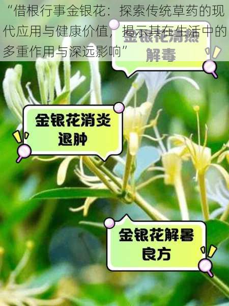 “借根行事金银花：探索传统草药的现代应用与健康价值，揭示其在生活中的多重作用与深远影响”