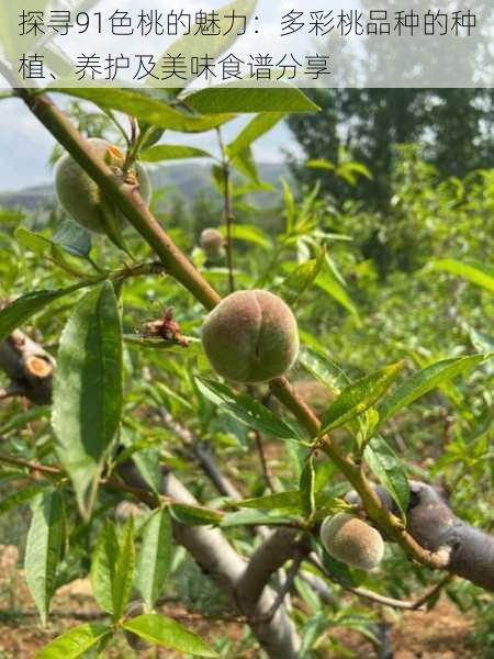 探寻91色桃的魅力：多彩桃品种的种植、养护及美味食谱分享