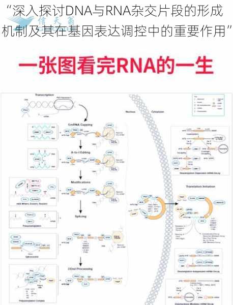 “深入探讨DNA与RNA杂交片段的形成机制及其在基因表达调控中的重要作用”