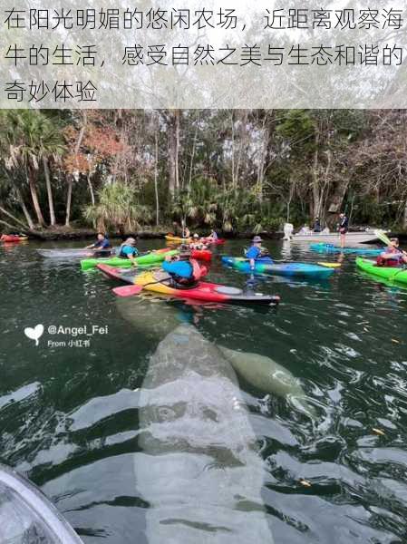 在阳光明媚的悠闲农场，近距离观察海牛的生活，感受自然之美与生态和谐的奇妙体验