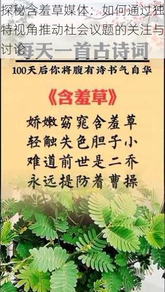 探秘含羞草媒体：如何通过独特视角推动社会议题的关注与讨论