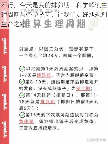 不行，今天是我的排卵期，科学解读生理周期与备孕技巧，让我们更好地规划生育之路