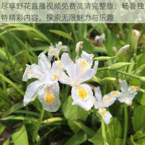 尽享野花直播视频免费高清完整版：畅看独特精彩内容，探索无限魅力与乐趣