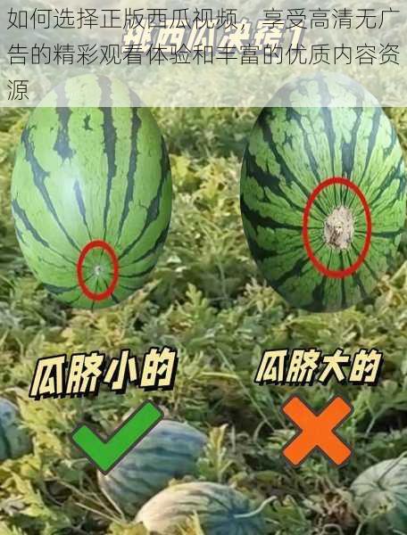 如何选择正版西瓜视频，享受高清无广告的精彩观看体验和丰富的优质内容资源